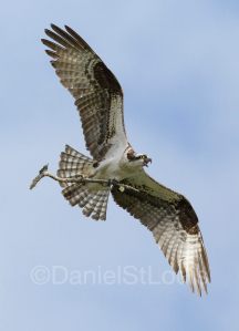 Osprey fixing his next on the Northumberland Coast, NB.
