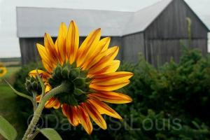 Sunflower in Scoudouc NB