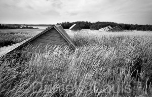 Fallen barns in field in Little Shemogue NB.