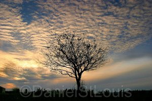 Tree shadows in Advocate Harbour, NS.