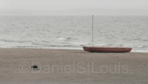 A bird on the beach in Shediac, NB.