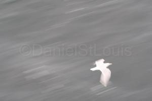 Bird in flight in Vancouver Island, BC, on the Spirit of Vancouver Island Ferry.