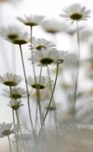 Daisies from underneath.