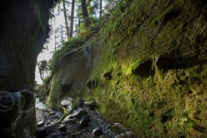Green reveen leading to waterfall in Sombrio, BC