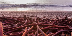 Pacific coast seaweed at Sombrio Beach, BC.
