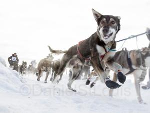 The Yukon Quest