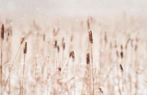 Winter on the marsh in Sackville, NB.