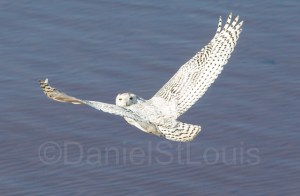 Snowy owl at Confederation Bridge PEI.