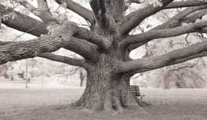 Black and white tree in ottawa, ontario.